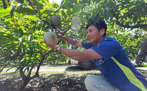 落實產銷履歷！台東釋迦一年有16.7公頃獲認證
