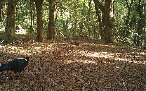 沒發現自動相機 藍腹鷴大跳求偶舞全都錄萌度破表