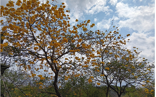 台南虎頭埤三花齊放！木棉、黃花風鈴木、火焰木各展風情