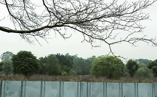 植樹節百年老樹被「困」 吳音寧承父志發聲槓台糖