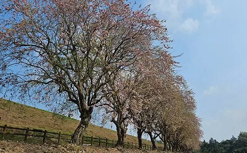 騎車賞南洋櫻！烏山頭水庫鄉「大圳之路騎車趣」4月登場