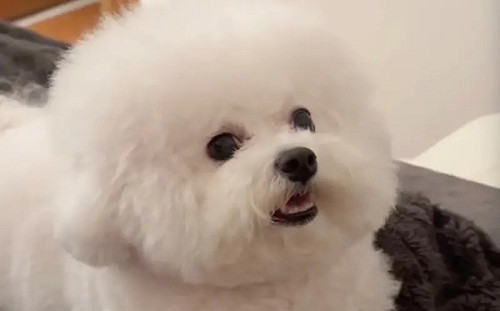 小狗被規定不能上床！主人「設陷阱牠上當」