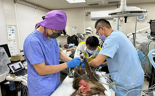 照顧動物牙齒不輕忽    壽山動物園攜手獸醫院守護口腔健康   