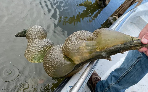 湖中拖出「外星卵囊」！學者卻笑了