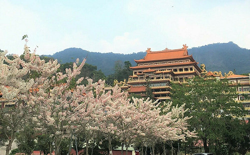 春天來了！台南2地花旗木盛開 粉紅炸裂畫面公開