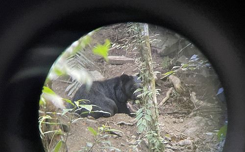 野放4個月又受困！台灣黑熊「達古阿里」誤入圈套受傷送醫