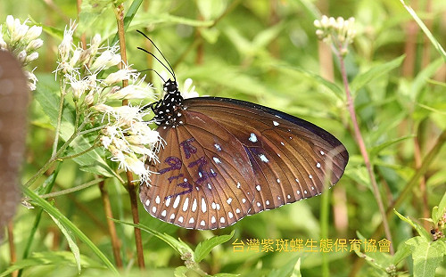 每分鐘1000隻！紫斑蝶北返飛越雲林   林內鄉國3北上路段緊急封閉外側車道