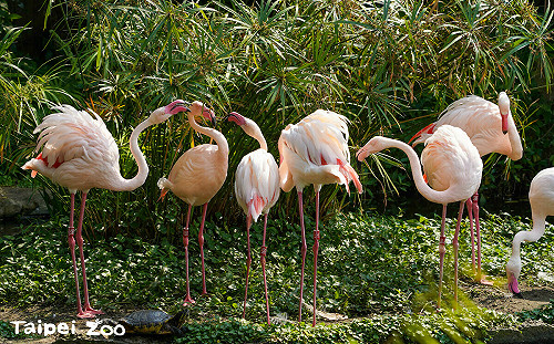 台北市立動物園4月漲價！普通票100元、優待票50元