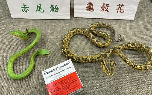 每年千人遭蛇咬！疾管署揭「五要五不」原則防毒發