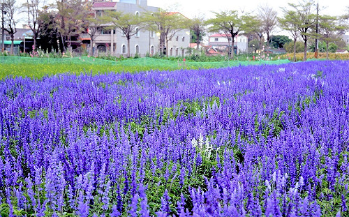 懶人包》春遊台南！兒童節連假踏青、賞花「11景點」玩不停