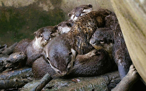 動物園優惠限時4天！12歲以下兒童及同行家長親子二人入園免費