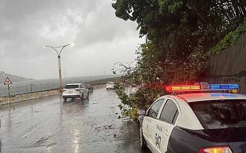 新北淡水強風大雨 樹塌機車倒電線斷幸無人傷