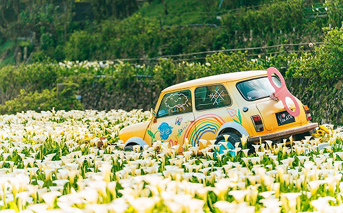 北投三層崎花海落幕！海芋、繡球花接棒一路開到6月底