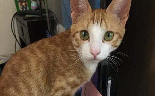 天王星今上午開拆 友急尋罹難康姓女師愛貓