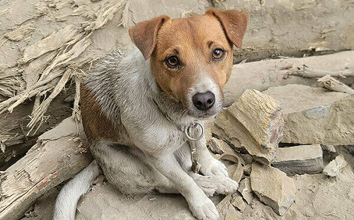 花蓮汪汪隊初登場 搜救犬Wilson尋獲2罹難者