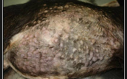 台灣動物防疫再傳捷報！羊痘撲滅獲國際認可