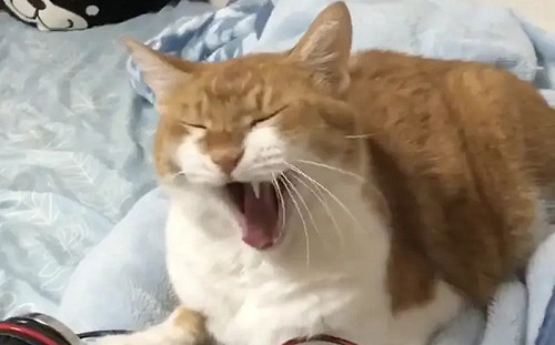 (影)地震來襲好淡定！胖橘無聊到舔手