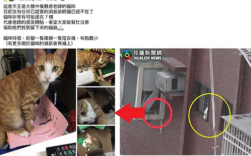 花蓮天王星罹難康老師頭七 愛貓還活著現蹤30秒