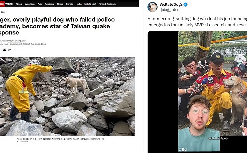 呆萌搜救犬Roger登CNN首頁 一躍成國際犬明星