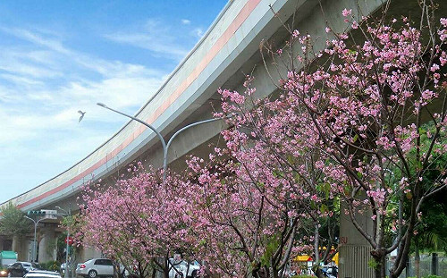 搭捷運去賞花！北投6捷運站300株富士櫻陸續盛開
