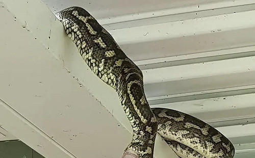 8000人見超粗巨條嚇壞！蟒蛇空中解便畫面曝