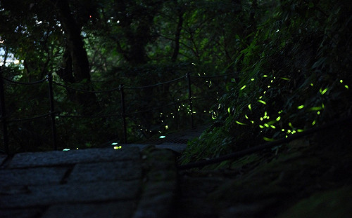 近距離感受閃閃螢光！虎山溪「溪溝賞螢生態導覽」連兩週登場