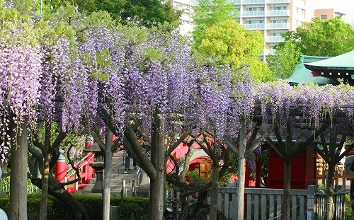 東京春天賞花去！杜鵑、紫藤花盛開   3大超美花海快收藏