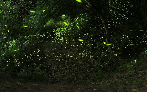 螢光閃閃好浪漫！台南梅嶺賞螢季4/27登場 免費報名