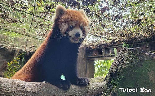 小貓熊「可頌」赴日繁衍後代！動物園：個性穩定是最佳選擇