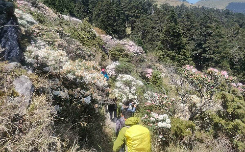 主峰步道封閉仍可賞花！合歡山3處杜鵑花盛開景點公開