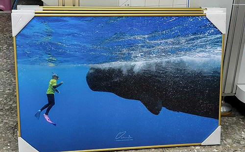 彈頭偷摸抹香鯨遭轟「丟臉」海保署說話了！ 