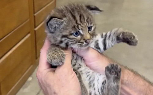 登山客撿到奶貓直送收容所！他打開紙箱驚呆