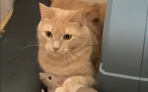 「喵咪同住老鼠」沒爭執！超甜蜜日常曝光