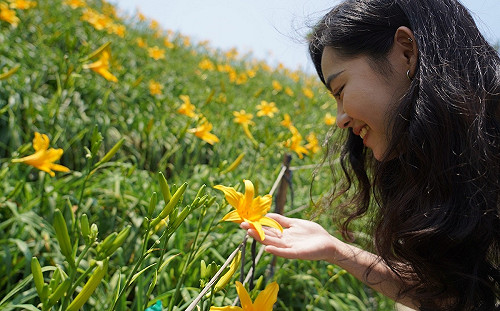 花壇虎山巖開滿金針花 母親節假期來享受金黃花海