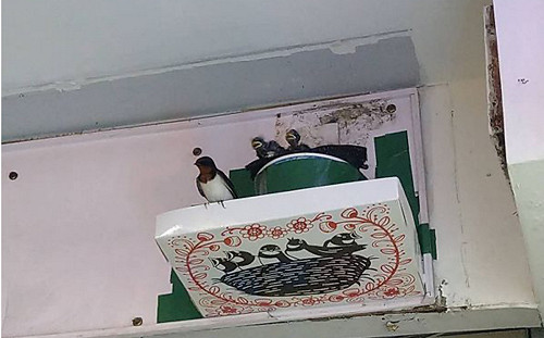 解決燕糞困擾！林業署攜台北鳥會推「燕你好好板」徵百名免費試用者