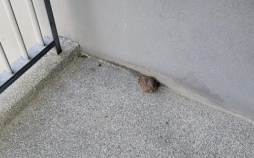 樓梯間驚見「一坨灰塵」熟睡！真實身分曝光