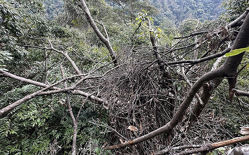 大雪山發現4台灣黑熊熊窩！珍貴畫面曝光