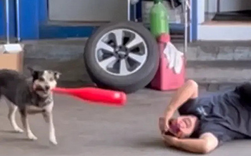 狗界大谷翔平找到了！精準揮棒轟「全壘打」