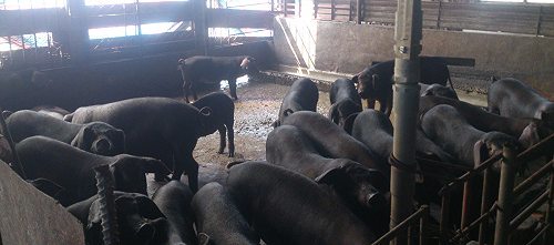 畜牧業水污費開徵　豬農要申報繳納