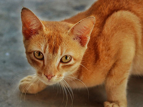 貓主子愛踩踏暴衝！原因竟是這樣