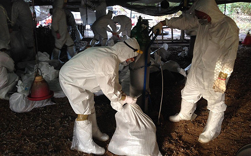 台中驚傳禽流感  撲殺土雞2115隻