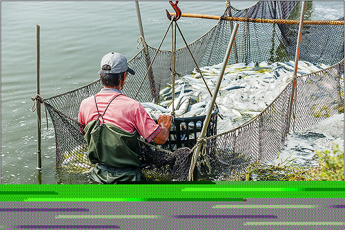 高溫炸全台  夏季養殖魚業管理有撇步