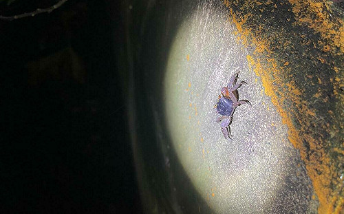 另類玩法！「綠島過山古道尋寶趣」體驗不一樣生態之旅