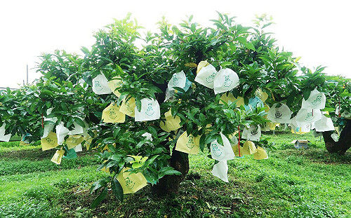 花蓮類農遊券暑假上路！農業部曝光發放金額