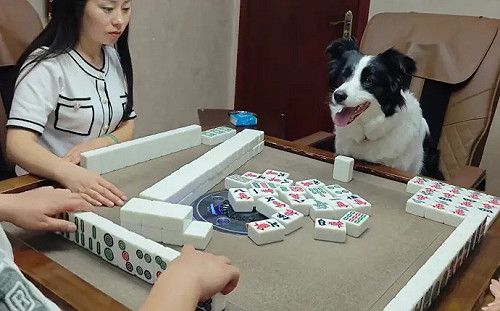 邊境牧羊犬上桌打麻將!下秒狂叫:我胡了
