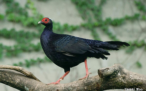 越南鷴育雛成功！北市動物園曬照曝雛鳥生長狀況