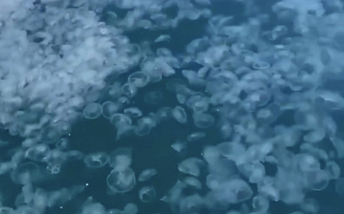 (影) 藍色果凍海! 大量水母入侵俄羅斯黑海成奇觀 網笑 : 快叫中國人來吃
