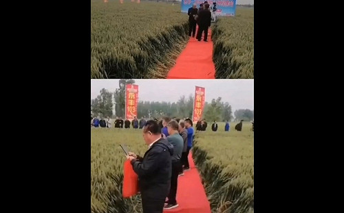 (影) 超級假! 習下鄉「巧遇」數騎士被肉搜是解放軍! 官員巡農田竟鋪紅毯壓壞作物