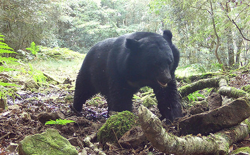 玉山黑熊遭射殺！玉管處：左側胸腔檢驗出「致死子彈」