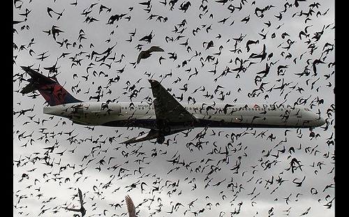 「雞槍」是什麼? 機上氧氣罩只維持15分鐘! 墜機率是這數 網友 : 如搭波音 那就不止....